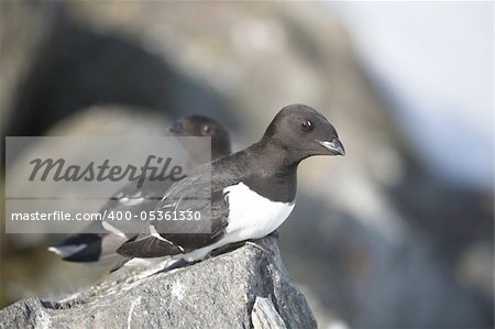 Little auks (alle alle) in natural Arctic habitat - Spitsbergen, Svalbard