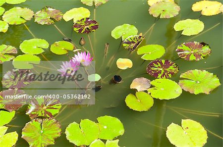 Bautiful pink lotus on the deep lake