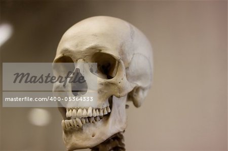 We see real skull on a gray background