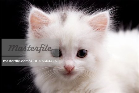 Young white kitten in front of black background