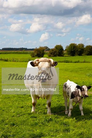 dutch cow with blue sky and clouds