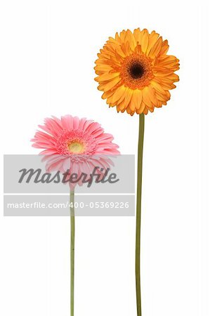 two gebera (african daisy) isolated on white