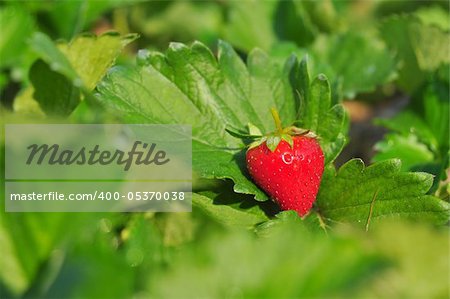 Close up ripe strawberry in the field