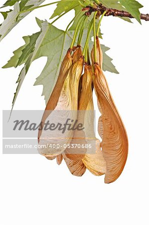 Spring branch of a silver maple (Acer saccharinum) with a cluster of samaras hanging down isolated on white