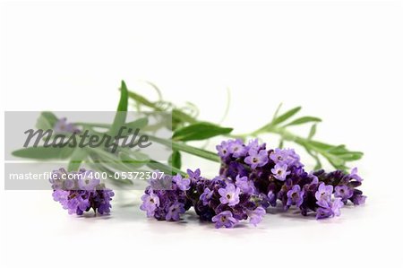 one bunch of fresh lavender on a white background