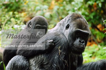 Gorilla child holds on to his mother for a piggyback ride