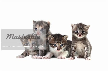 Adorable Cute Kittens on White Background