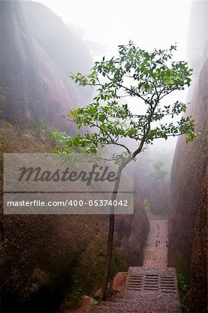 Tree in a mountain path with foggy weather