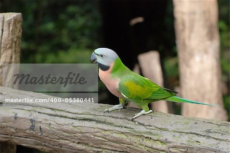 The Beautiful Parrot on the tree in the forest