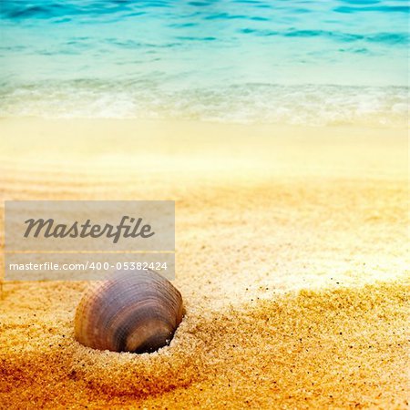 Sea shell background  on fine golden sand with copyspace