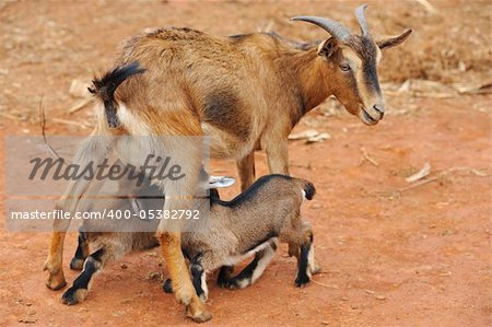 Mother goat feeding little goats