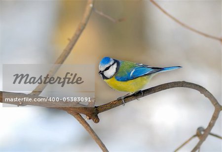 Bluetit perched on a thin twig in a wintery scene.