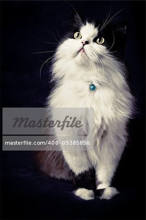 Elegant Classic Persian cat sits, purple background