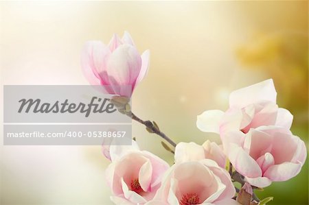 magnolia, flower