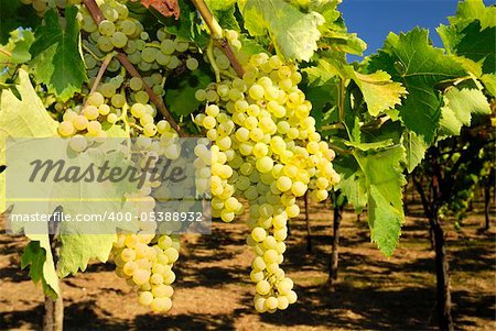 Bunches of ripe grapes in a vineyard