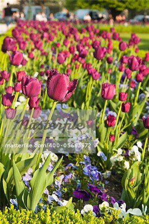 Well-groomed spring garden. Claret tulips