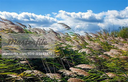 Close image of blue sky and vegetation