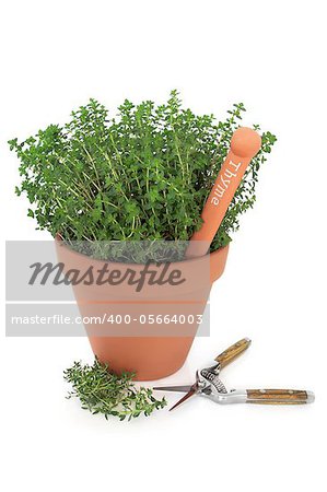 Thyme herb plant in a terracotta pot with name tag, leaf sprigs and secateurs, isolated over whtie background. Thymus.
