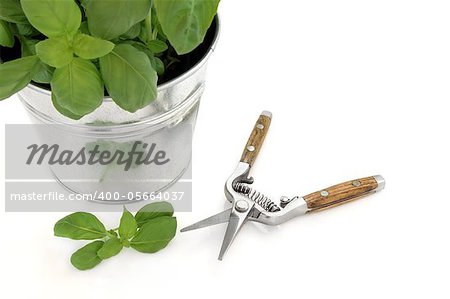 Kitchen secateurs with basil herb plant in an aluminum pot and leaf sprig isolated over white background.  Selective focus.