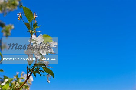 picture of apple flower close-up on a light blue background