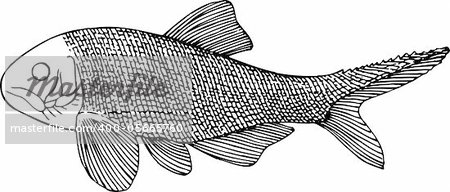 Fish amblipterus isolated on white
