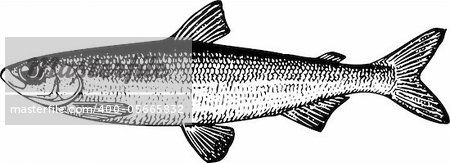 Fish coregonus albula isolated on white