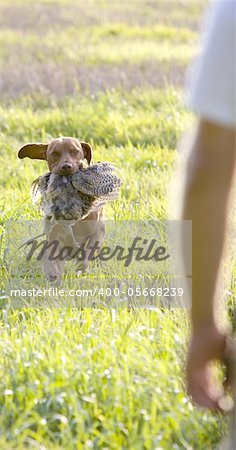 hunting dog with a catch