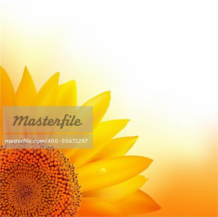 Sunflower, Vector Illustration