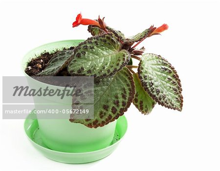 Room flower in green pot on white background