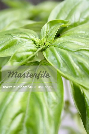 An up close view of a basil plant.
