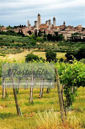 Vineyard in Tuscany, Italy, Europe
