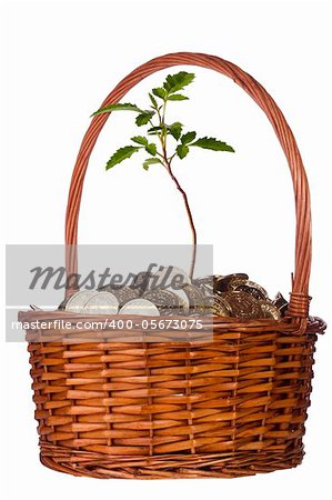 Green plant growing out of a pile of golden coins in a basket on a white background.