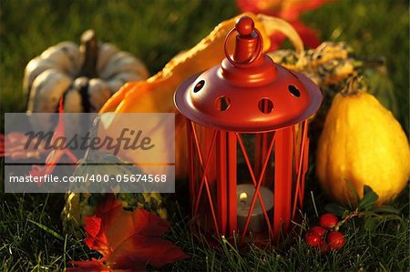 Still life of pumpkins for Thanksgiving