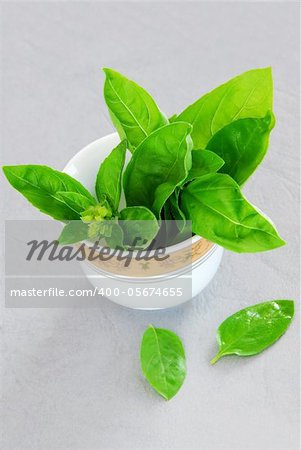fresh basil leaves in a white porcelain bowl over gray background