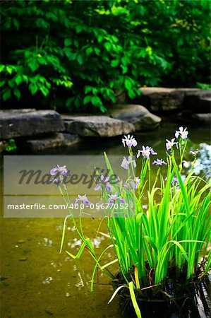 Purple iris flowers in landscaped natural garden pond