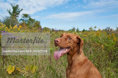 A Happy Looking Vizsla Dog (Hungarian Pointer) Standing in a Field with Wild Flowers