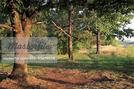 Three oaks in the sunbeams of a gentle sunrise on the river in Russia. Lighting creates the effect of the picture painted in oil