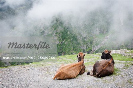 Two cows admire the scenery of foggy mountains, North India,  Himalayan