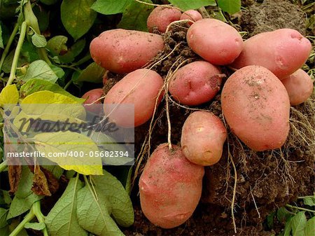 potato plant with tubers digging up from the ground