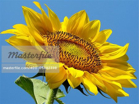 yellow sunflower against blue sky