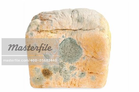 One Moldy bread. Isolated on white  background