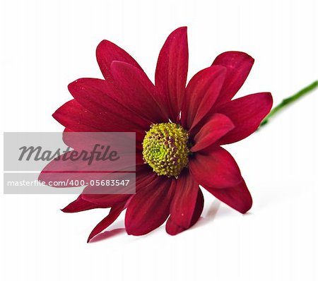 Deep red chrysanthemum flower on a pure white background with space for text