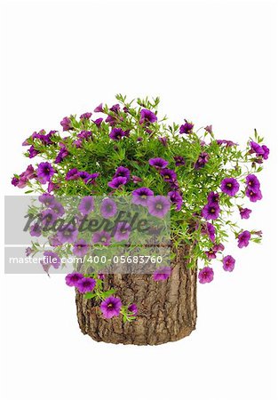 Petunia, Surfinia flowers on tree trunk over white background