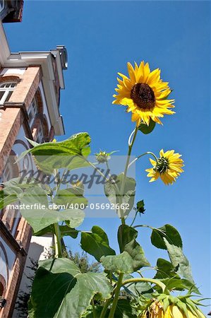 Brilliant sunflowers in summer