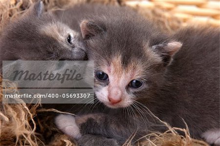 Adorable Cute Newborn Baby Kittens