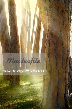 Nature background. View through the tree barks of a pine forest