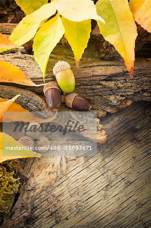 Autumn forest background. Acorns on tree bark and autumn colorful leaves. with copyspace