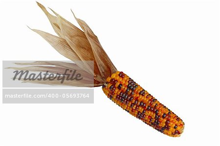 Dried Indian Corn isolated on white background