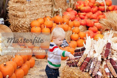 caucasian toddler choosing corn at the pumpkin patch