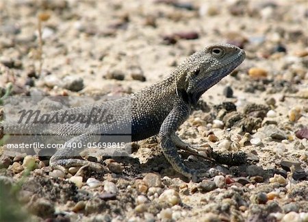 Lizard with blue scales is heated on sand and pebbels. Close-up, in a profile.